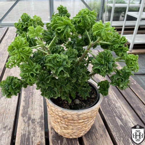 Pelargonium 'Bontrosai' - Pelargoon 'Bontrosai' P9/0,55L